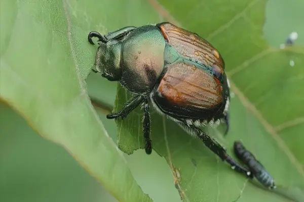 Khám phá ảnh bọ cánh cứng qua góc nhìn cận cảnh