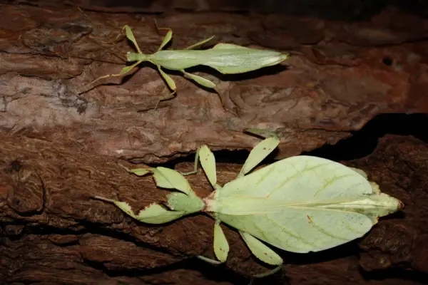 Ảnh bọ lá cận cảnh hé lộ khả năng ngụy trang khó tin