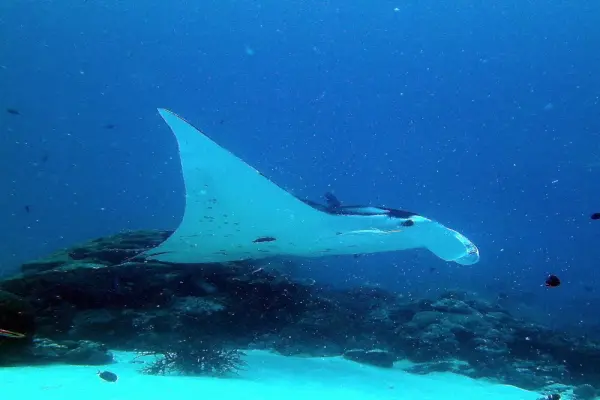 Chiêm ngưỡng vẻ đẹp kỳ quan của cá đuối khổng lồ