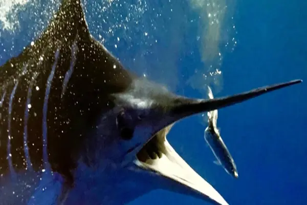 Cá kiếm và bộ sưu tập hình ảnh đại dương đầy nghệ thuật