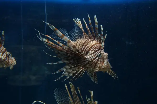 Chiêm ngưỡng vẻ đẹp cá Mao Tiên qua bộ ảnh đại dương rực rỡ