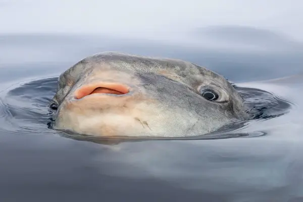 Chiêm ngưỡng vẻ đẹp cá Mặt Trăng giữa đại dương kỳ thú