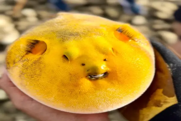 50+ hình ảnh cá nóc đẹp và ấn tượng nhất đại dương