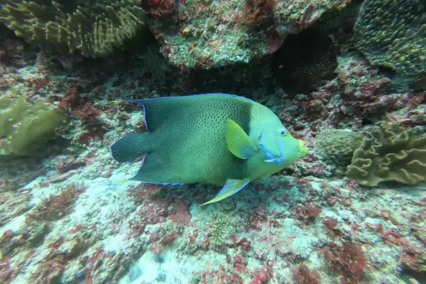 Cảm hứng hình ảnh cá thần tiên tuyệt đẹp cho thiết kế