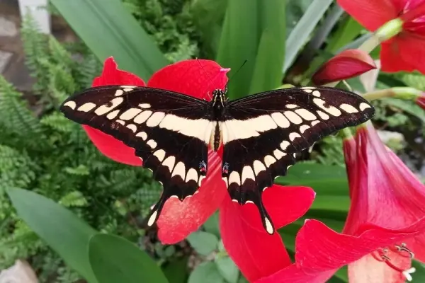 Bộ ảnh cánh bướm rực rỡ khiến người xem choáng ngợp