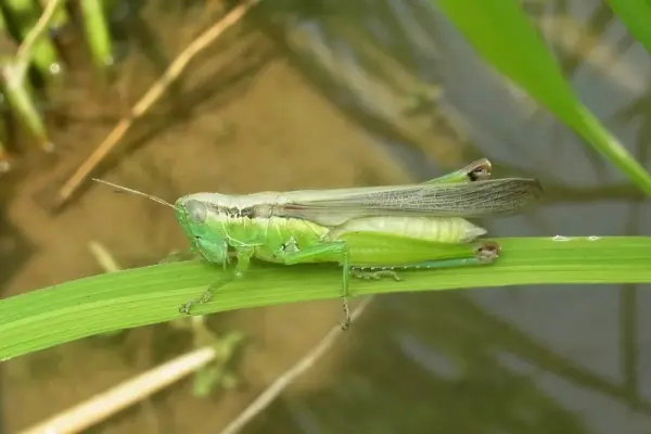 Ảnh cào cào sắc nét khiến người xem không khỏi bất ngờ