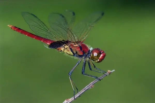 Ảnh chuồn chuồn ớt cận cảnh hé lộ vẻ đẹp bất ngờ