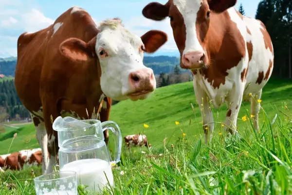 Ngắm nhìn con bò sữa qua khung hình thiên nhiên tuyệt đẹp