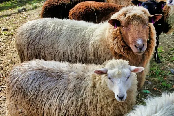 Ngắm nhìn những hình ảnh con cừu đáng yêu trên đồng cỏ xanh