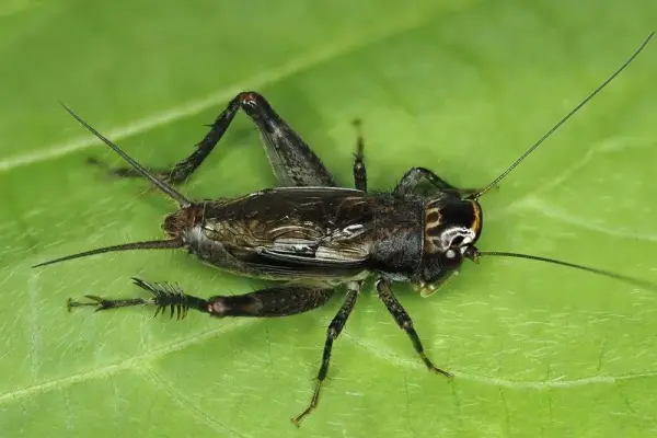 Ngắm nhìn ảnh con dế mèn sống động ngoài tự nhiên