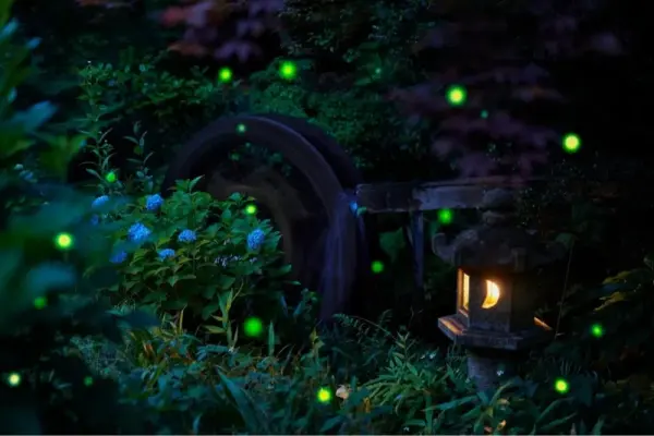 Ảnh con đom đóm phát sáng cận cảnh đầy mê hoặc