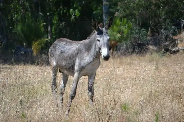 Ngắm nhìn vẻ đẹp mộc mạc của con lừa qua bộ ảnh thiên nhiên