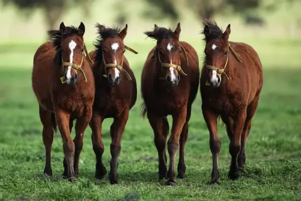 Những hình ảnh con ngựa đẹp nhất thế giới khiến bạn mê mẩn