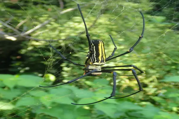 Ảnh con nhện đẹp ấn tượng mở ra thế giới côn trùng mới