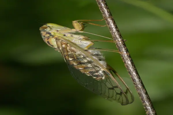 Bộ sưu tập ảnh con ve sầu gợi nhớ ký ức mùa hè xưa