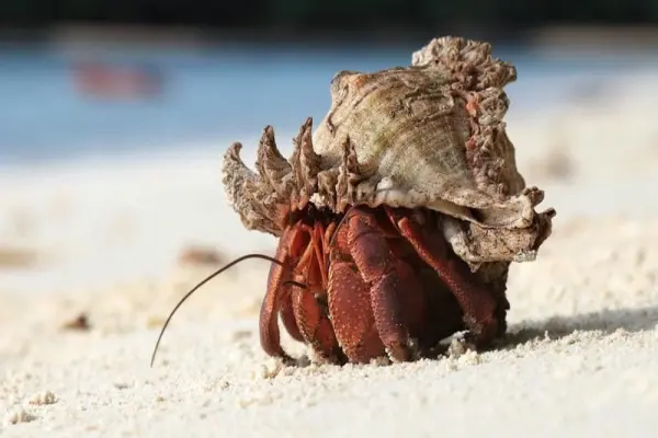 Khám phá hình ảnh cua ẩn sĩ kỳ lạ khiến ai cũng tò mò