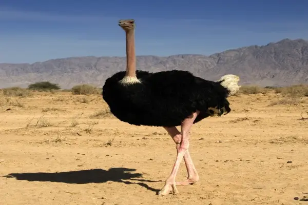 Ngắm nhìn những hình ảnh đà điểu dũng mãnh giữa thiên nhiên