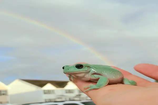 Ngắm nhìn ảnh ếch cảnh đẹp nhiều màu sắc ấn tượng