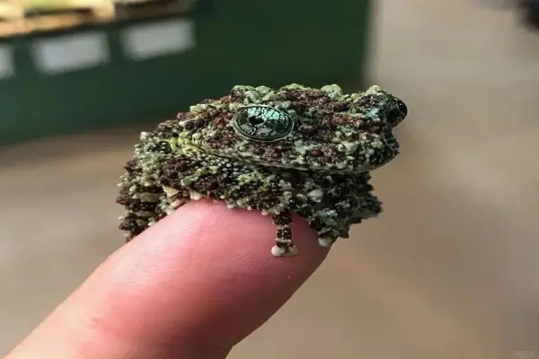 Bộ sưu tập ảnh ếch cây sần sống động đầy màu sắc tự nhiên