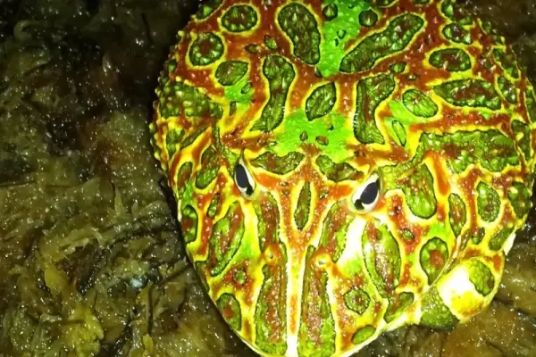 Bộ ảnh ếch Pacman chân thực cho người yêu lưỡng cư