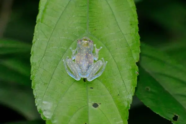 Loạt ảnh ếch thủy tinh hiếm gặp thu hút người xem