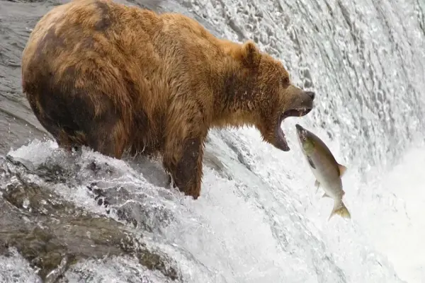 Cận cảnh bộ ảnh Gấu nâu bắt cá điêu luyện trong tự nhiên