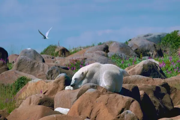 Hình ảnh gấu trắng Bắc Cực đẹp nhất làm nguồn cảm hứng