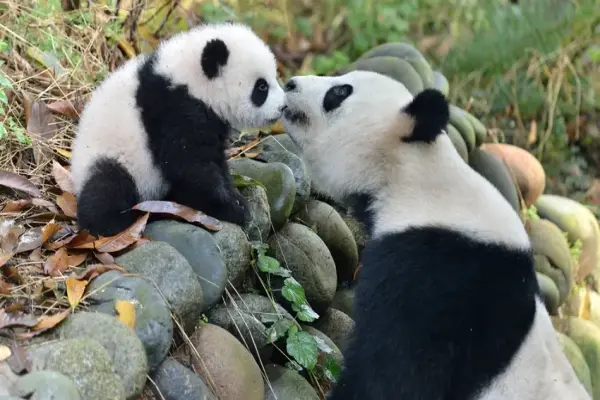 Những bộ ảnh Gấu trúc đại sứ hòa bình đáng yêu nhất thế giới