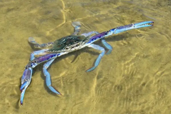 Chiêm ngưỡng ghẹ xanh qua loạt ảnh chân thực ấn tượng