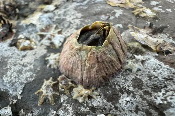 Hà biển xuất hiện khác lạ qua những góc chụp độc đáo