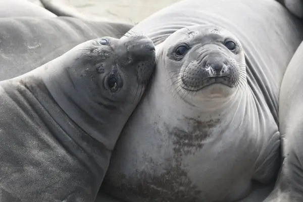 Bộ sưu tập ảnh hải cẩu con lông trắng như tuyết cực xinh