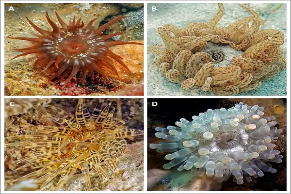 Bộ sưu tập hình ảnh hải quỳ biển đẹp như vườn hoa