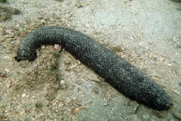 Khám phá hình ảnh hải sâm kỳ lạ khiến nhiều người tò mò