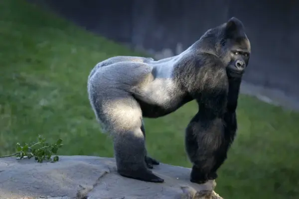 Tổng hợp những bức ảnh Khỉ đột tự nhiên đẹp và sắc nét nhất