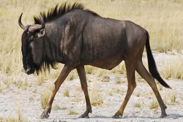 Ngắm nhìn 90+ ảnh Linh dương đầu bò châu Phi ấn tượng nhất