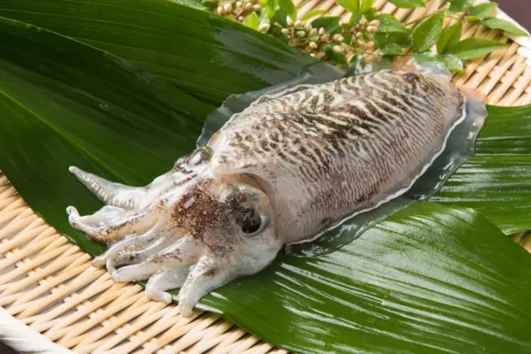 Hình ảnh vẻ đẹp ngoài hành tinh của mực nang biển rực rỡ