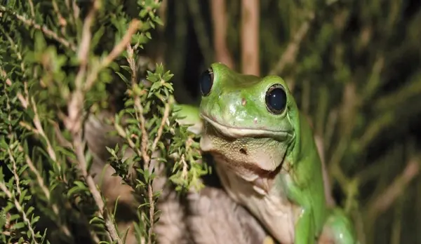 Ảnh nhái bén chân thực gây ấn tượng người yêu bò sát