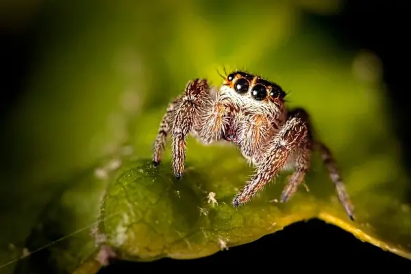Cận cảnh ảnh nhện nhảy với đôi mắt gây tò mò