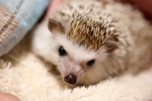 Tổng hợp kho ảnh nhím kiểng siêu đáng yêu