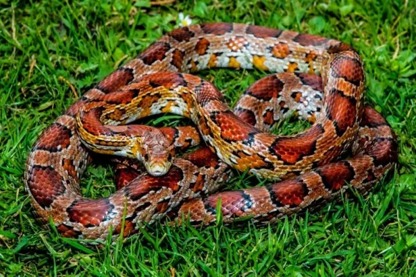 Tuyển tập các bức ảnh rắn ngô độc lạ hiếm gặp nhất