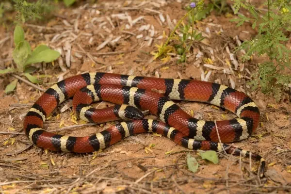 Chiêm ngưỡng ảnh rắn sữa độc đáo đang gây bão mạng