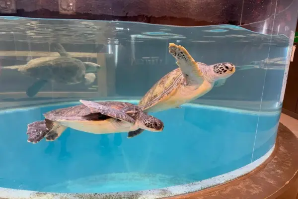 Hình ảnh rùa biển lướt đi tự do giữa lòng đại dương bao la