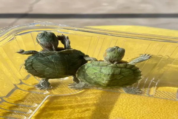 Loạt ảnh rùa cảnh đẹp lạ khiến người xem thích thú