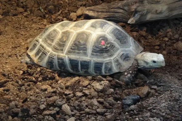 Bộ sưu tập hình ảnh rùa núi vàng đẹp và độc đáo nhất