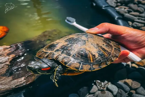 Tổng hợp những hình ảnh rùa tai đỏ đột biến đẹp lạ mắt