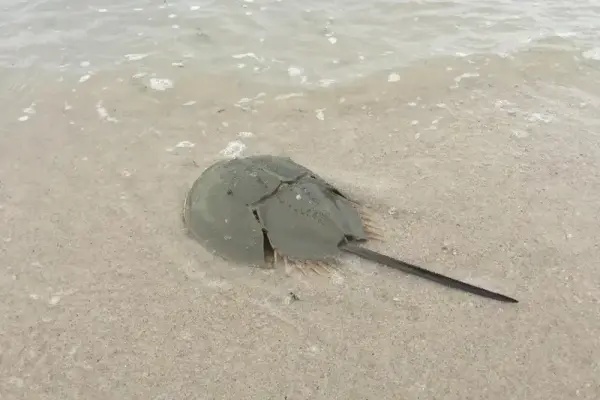 Bộ ảnh sam ba đuôi gai khiến người xem không rời mắt