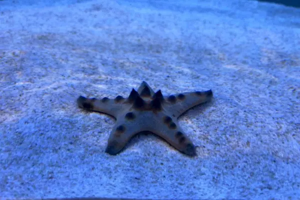 Bộ sưu tập hình ảnh sao biển 4K nằm nghỉ trên cát