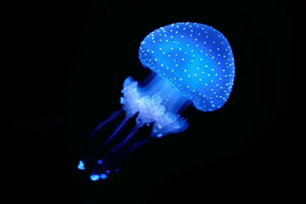 Nghệ thuật hình ảnh sứa biển lung linh đầy huyền ảo