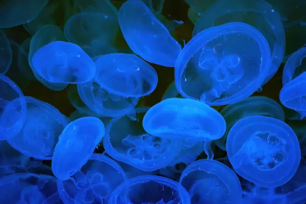 Hình ảnh sứa mặt trăng trôi lững lờ như giấc mơ biển cả