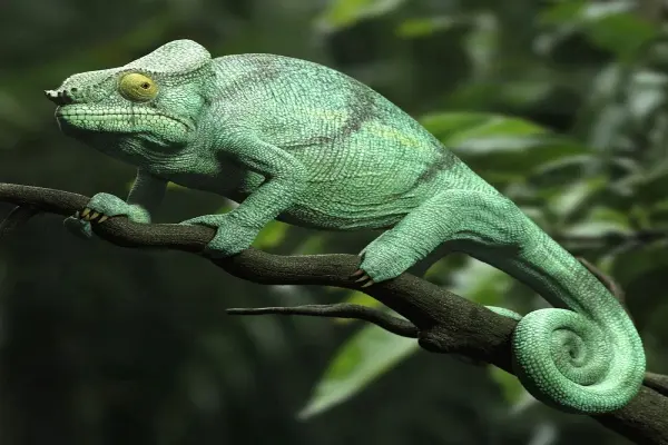 Choáng ngợp trước bộ ảnh tắc kè bông cảnh hiếm đẹp